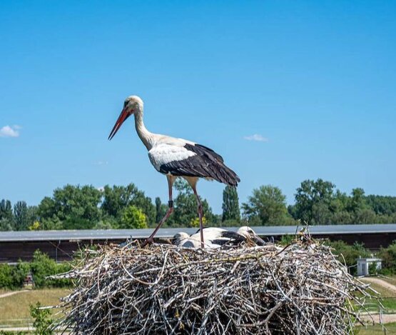 Storchenberingung 5 | © Fotonachweis A. Blättner