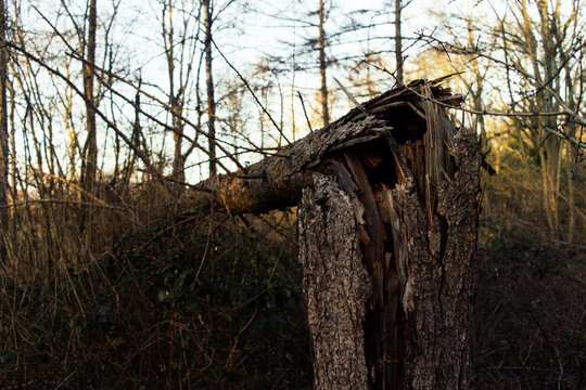 Der Blitz hat in einen Baum eingeschlagen