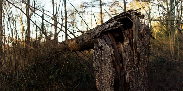 Der Blitz hat in einen Baum eingeschlagen