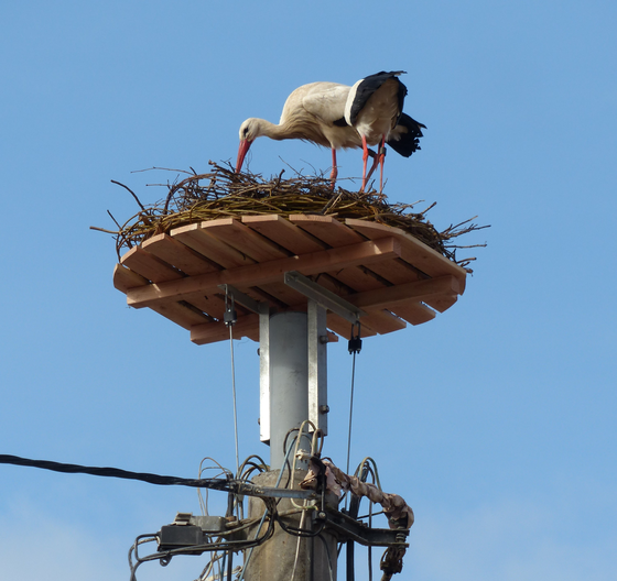 Storch auf einem Nest auf einem Strommast in Böhl, Kirchenplatz. Die Nistplattform schützt die Tiere vor Gefahren durch Stromleitungen. | © Pfalzwerke