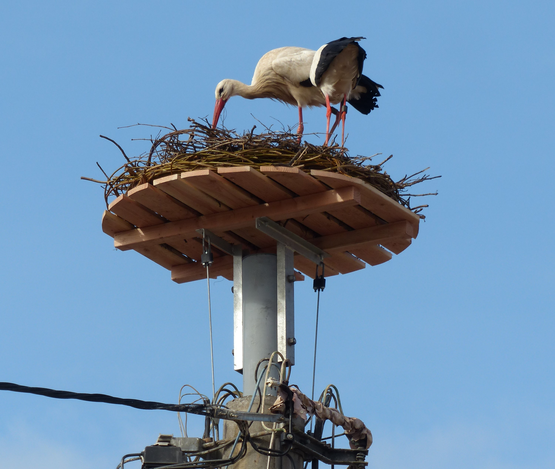 Storch auf einem Nest auf einem Strommast in Böhl, Kirchenplatz. Die Nistplattform schützt die Tiere vor Gefahren durch Stromleitungen. | © Pfalzwerke